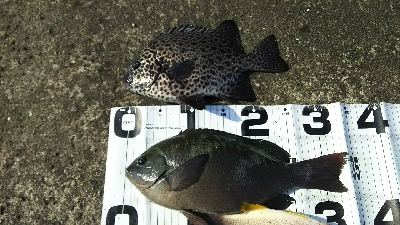 久しぶりエビ撒き