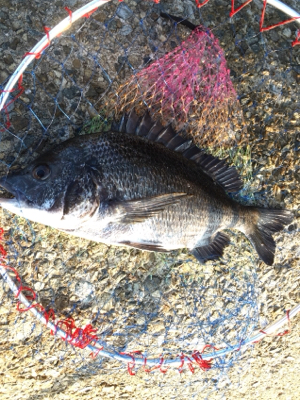 スケスケ潮！渋い！