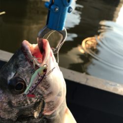 シーバス狙いのキビレ