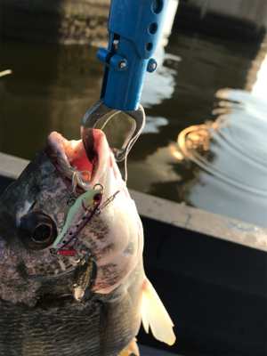 シーバス狙いのキビレ