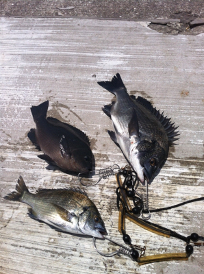 空港フカセ釣り