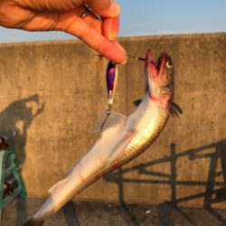 まだタチウオいない