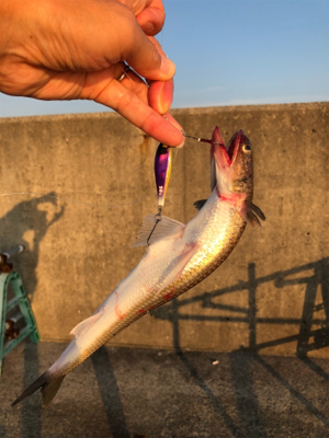 まだタチウオいない