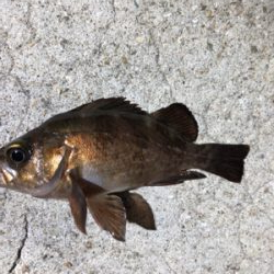 小さい魚たくさん