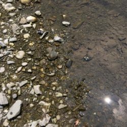 ヤマトテナガエビ釣り