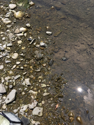 ヤマトテナガエビ釣り