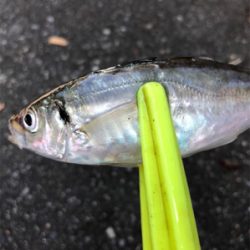 灼熱釣行