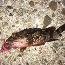 ボトムでガシラ