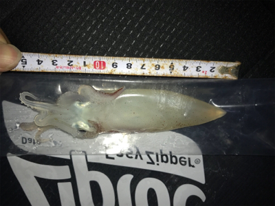 やっとケンサキイカGET (^^)/