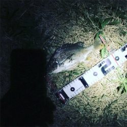 小さいですがキビレ順調。