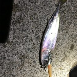 ワインドでサバ