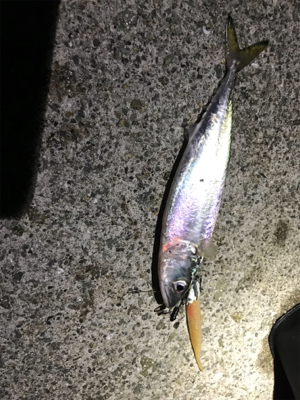 ワインドでサバ