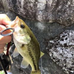 北湖にバス釣り