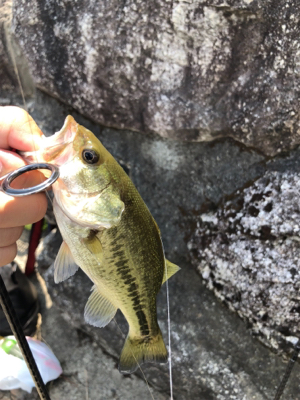 北湖にバス釣り