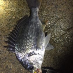 久しぶりの淀川チニング