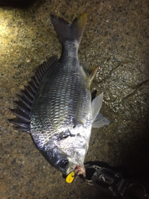 久しぶりの淀川チニング