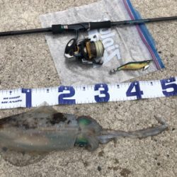 夏のアオリイカエギング