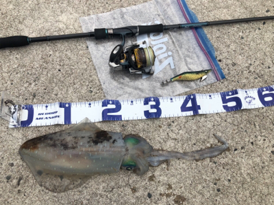 夏のアオリイカエギング