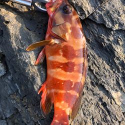 今年初ジギング