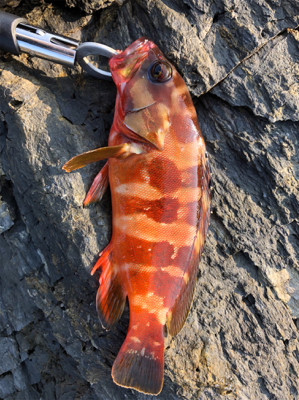 今年初ジギング