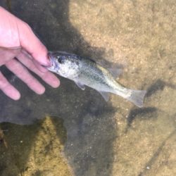 厳しいバスフィッシング