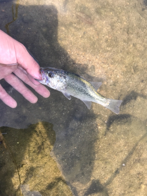 厳しいバスフィッシング