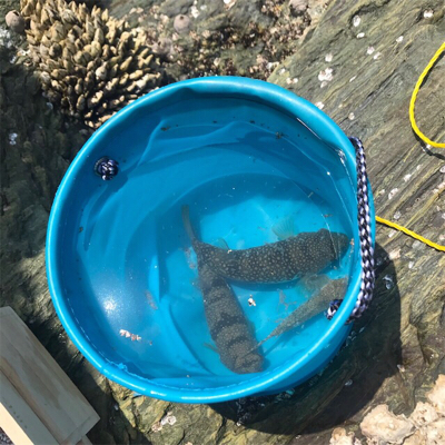 ちょい投げキス釣り!