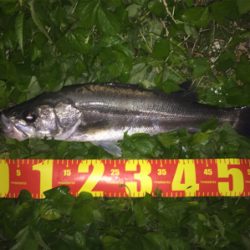 真夏の夜に魅せた！禁断のジャーク！