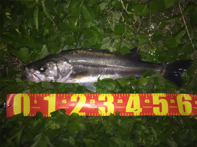 真夏の夜に魅せた！禁断のジャーク！