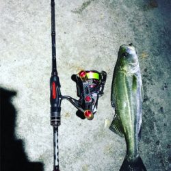 色々なルアーで釣れますよ〜