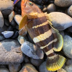 ライトショアジギング！