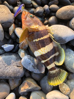 ライトショアジギング！