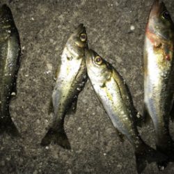 久しぶりのアジ