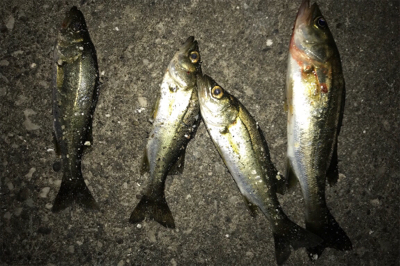 久しぶりのアジ