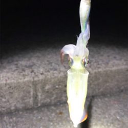 なんとかケンサキGET (^^;