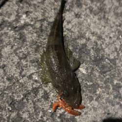 ライトワインド