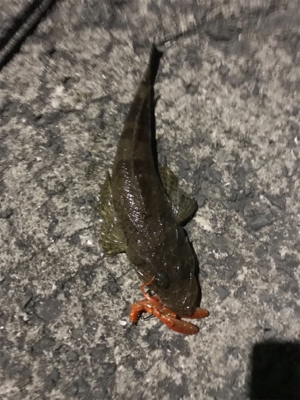 ライトワインド