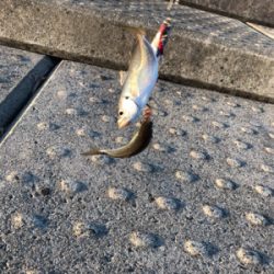 アジ、ダブルヒット！！