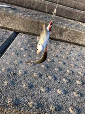 アジ、ダブルヒット！！