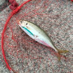 朝まずめショアジギング