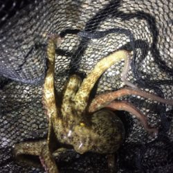 爆風でもタコ！