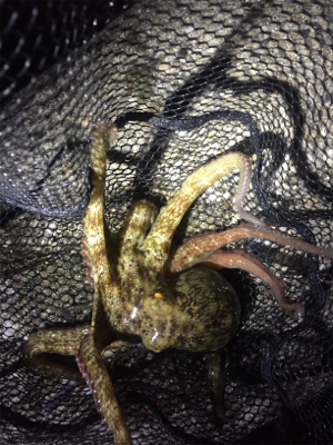 爆風でもタコ！