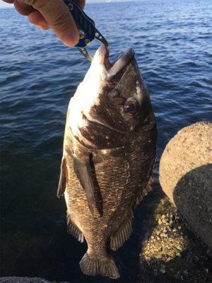 朝マヅメからテトラへ反応あり！