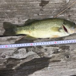 田井ノ瀬橋下で紀ノ川バス