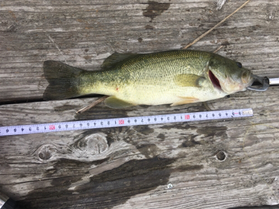 田井ノ瀬橋下で紀ノ川バス