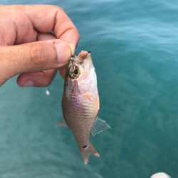 伊豆の探り釣り