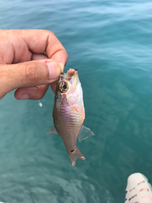 伊豆の探り釣り