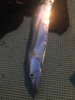 タチウオ狙いで出船