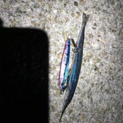 ジギングにてツバス