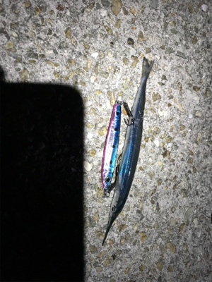 ジギングにてツバス